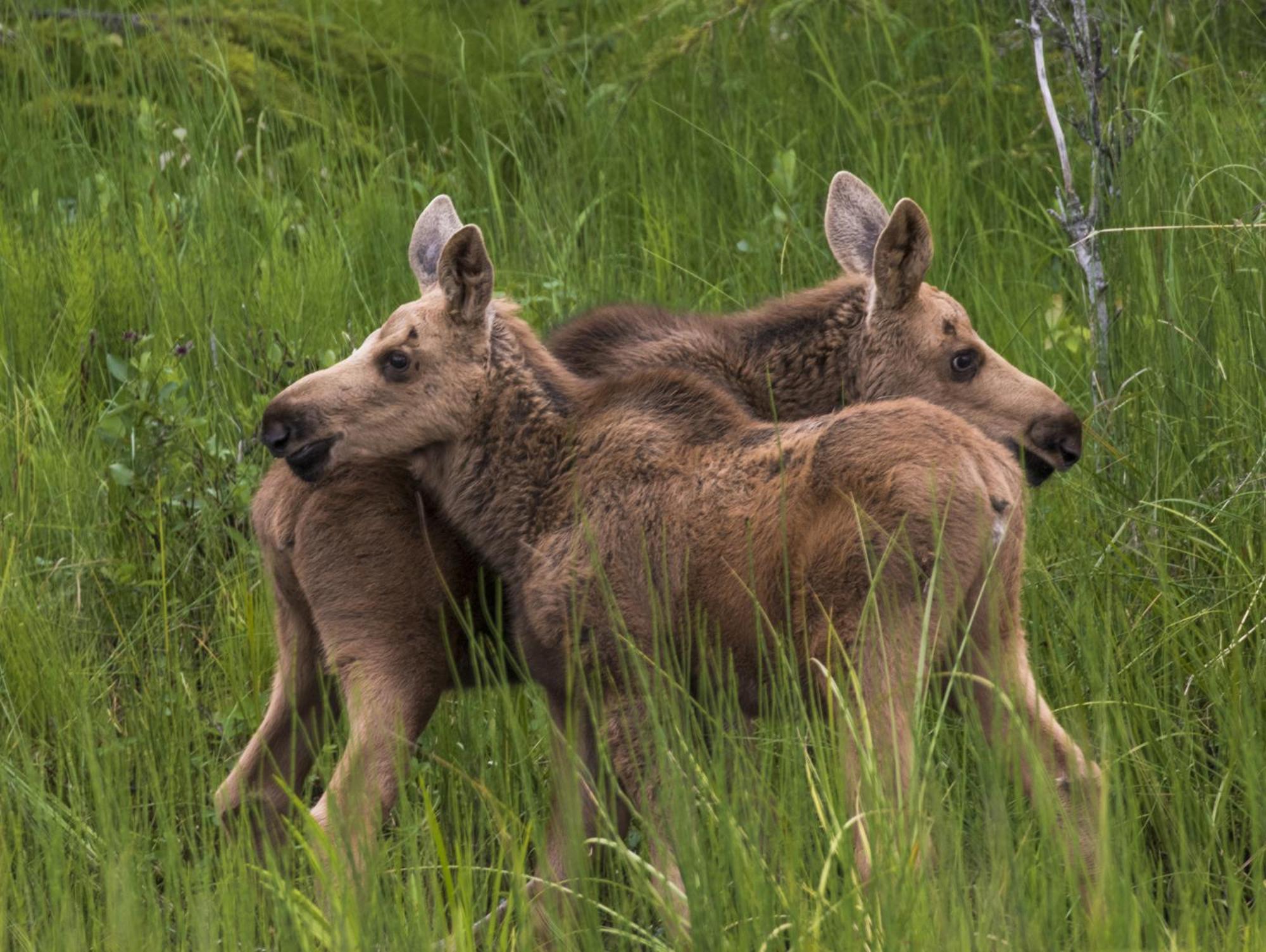 Mckinley Creekside Cabins Denali Park ภายนอก รูปภาพ
